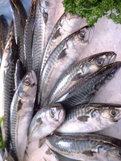 whole roun d frozen sardine fish For Sale_